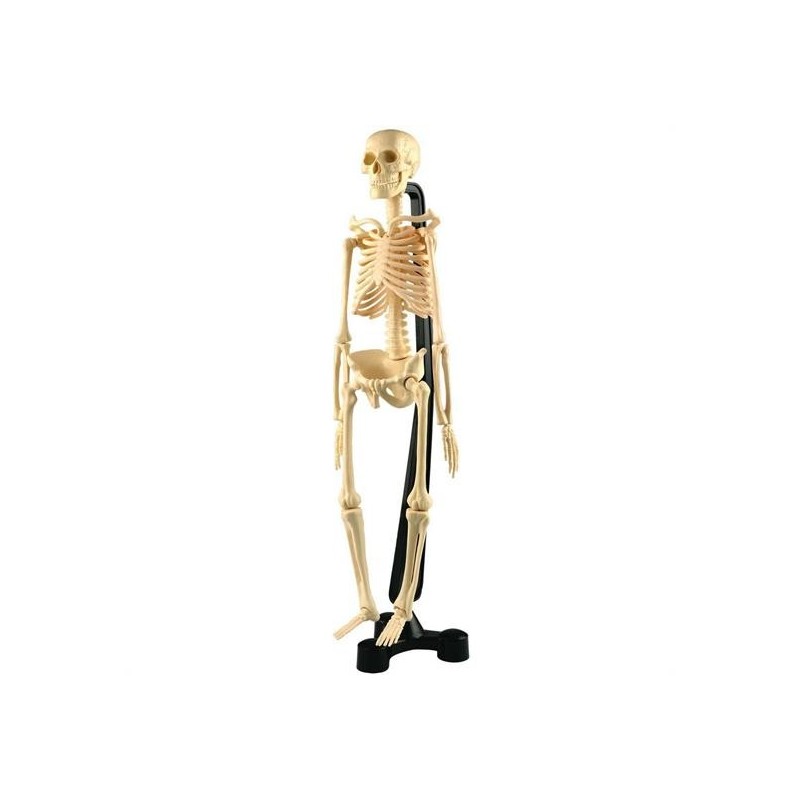 SCHELETRO CORPO UMANO CM. 85